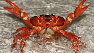 Panier de crabes #97