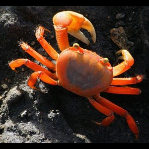 Panier de crabes #19