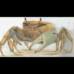 Panier de crabes #64