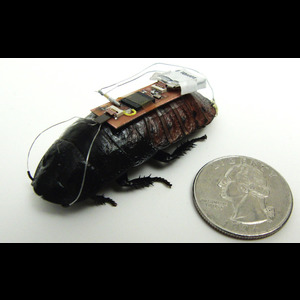 Roach Biobot