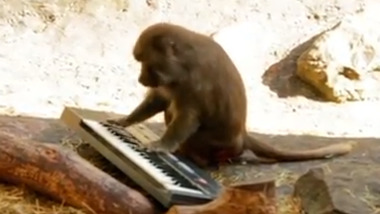 Monkeys and Synthesizers