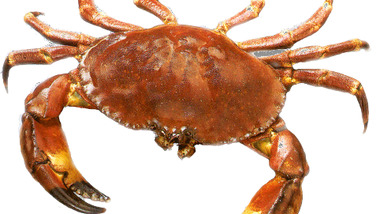 Panier de crabes #35