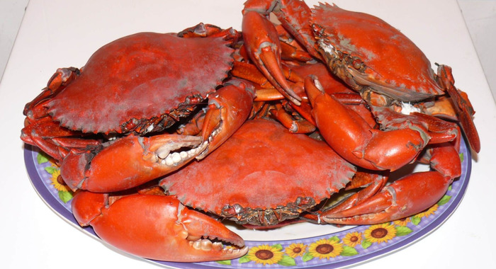 Panier de crabes #7
