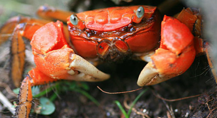 Panier de crabes #27