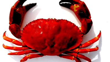 Panier de crabes #98