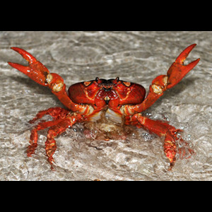 Panier de crabes #97