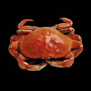 Panier de crabes #92