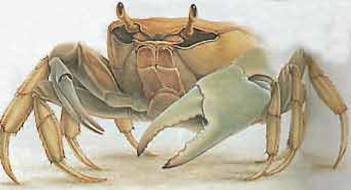 Panier de crabes #64
