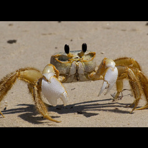 Panier de crabes #10