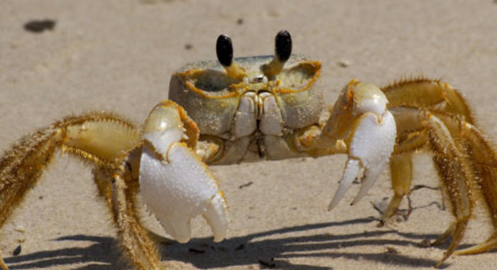 Panier de crabes #10