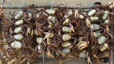 Panier de crabes #3