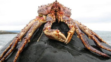 Panier de crabes #13