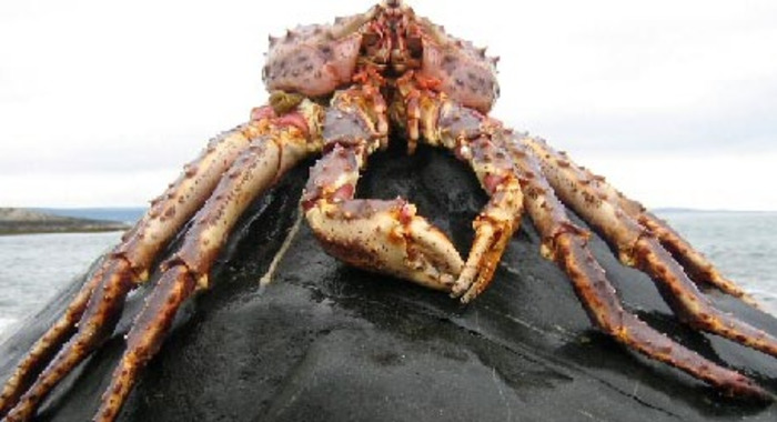 Panier de crabes #13