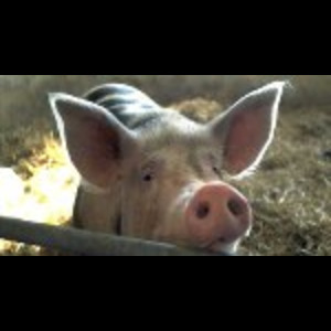 Matthew Herbert: One Pig