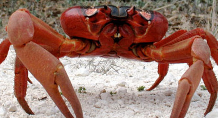 Panier de crabes #41