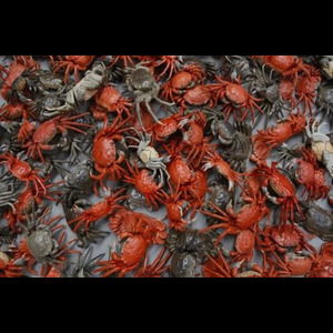 Panier de crabes #1
