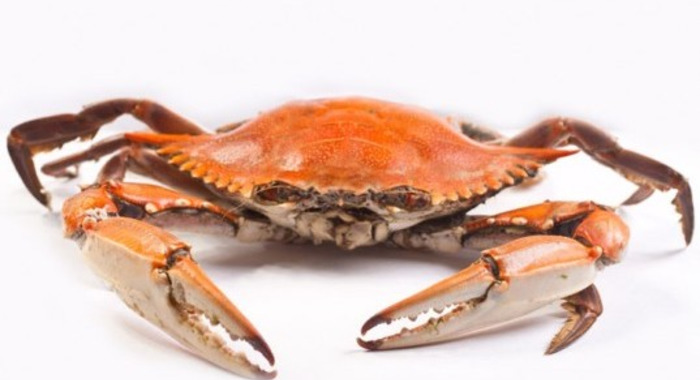 Panier de crabes  #49