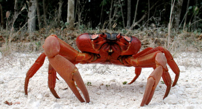Panier de crabes #69