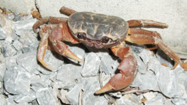 Panier de crabes #48