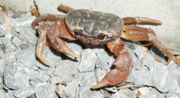 Panier de crabes #48