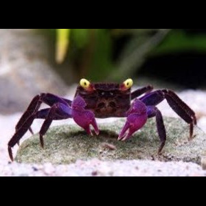 Panier de crabes #65