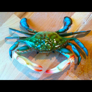 Panier de crabes #91
