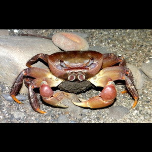 Panier de crabes #22