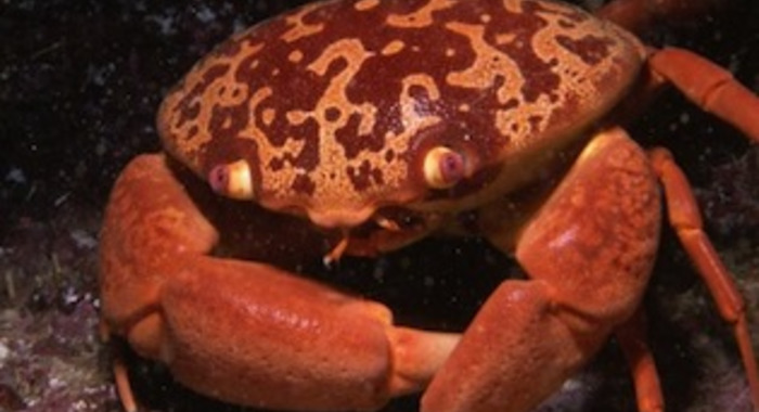 Panier de crabes #26