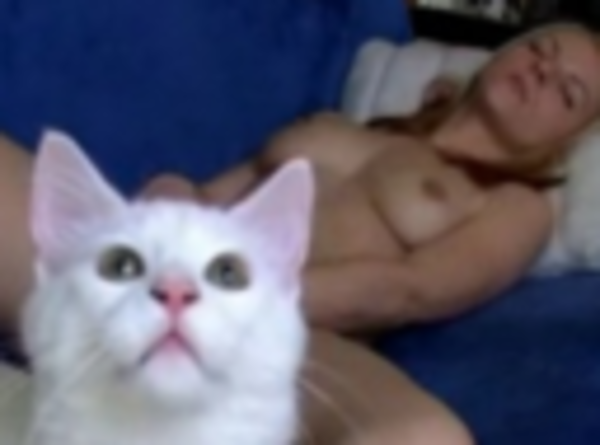 Indifferent Cats In Amateur Porn