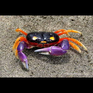 Panier de crabes #93