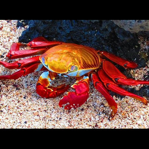 Panier de crabes #73