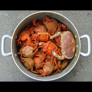 Panier de crabes  #2