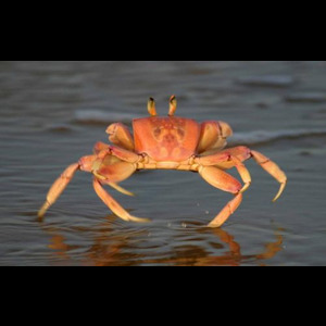 Panier de crabes #25