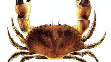 Panier de crabes #79