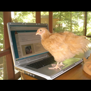 Le compte Twitter  de cette entreprise de reconditionnement de volaille est tenu par une poule