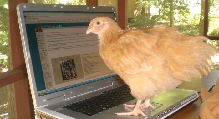 Le compte Twitter  de cette entreprise de reconditionnement de volaille est tenu par une poule