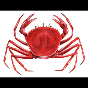 Panier de crabes #30