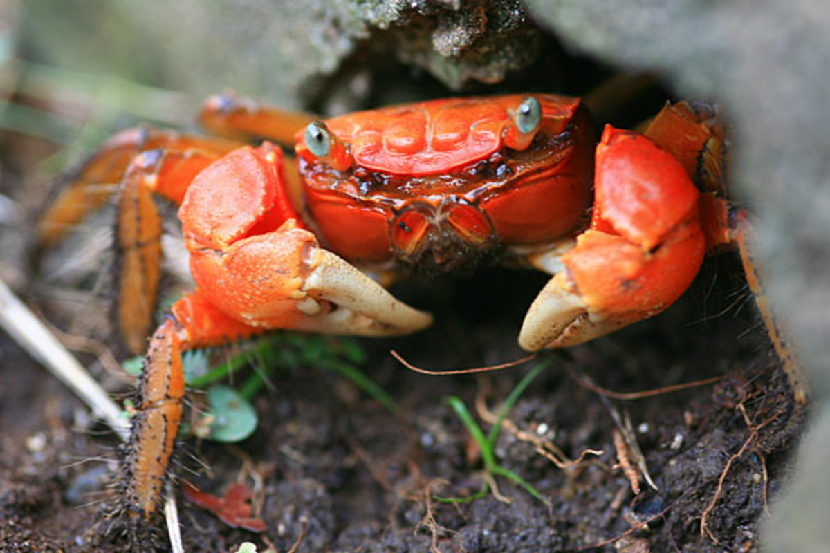 Panier de crabes #39 