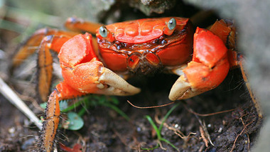 Panier de crabes #39