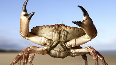 Panier de crabes #23