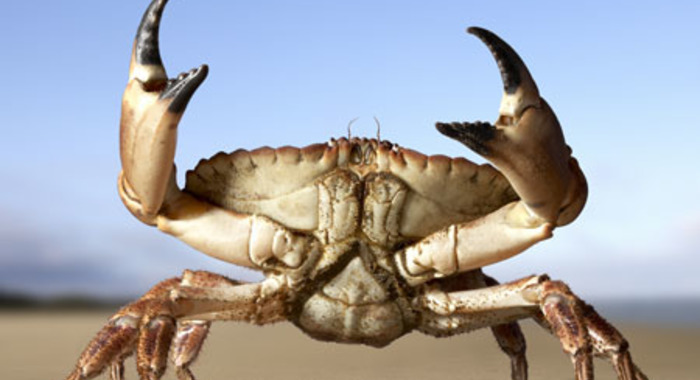 Panier de crabes #23