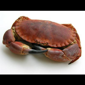 Panier de crabes #52