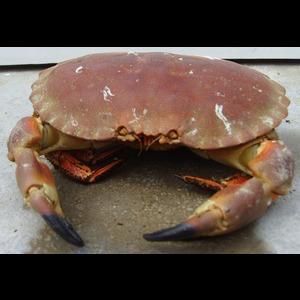 Panier de crabes #42