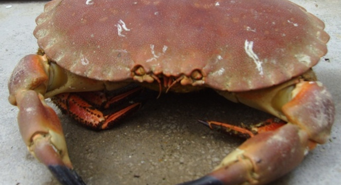 Panier de crabes #42