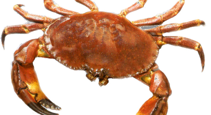 Panier de crabes #35