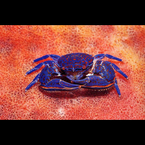 Panier de crabes #75
