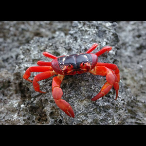 Paniers de crabes #31