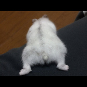 HamuKetsu: mais pourquoi les p'tits culs de hamster sont-ils si mignons?