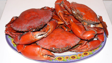 Panier de crabes #7