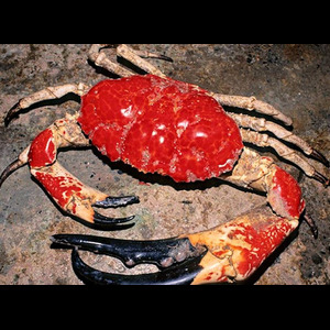 Panier de crabes #59